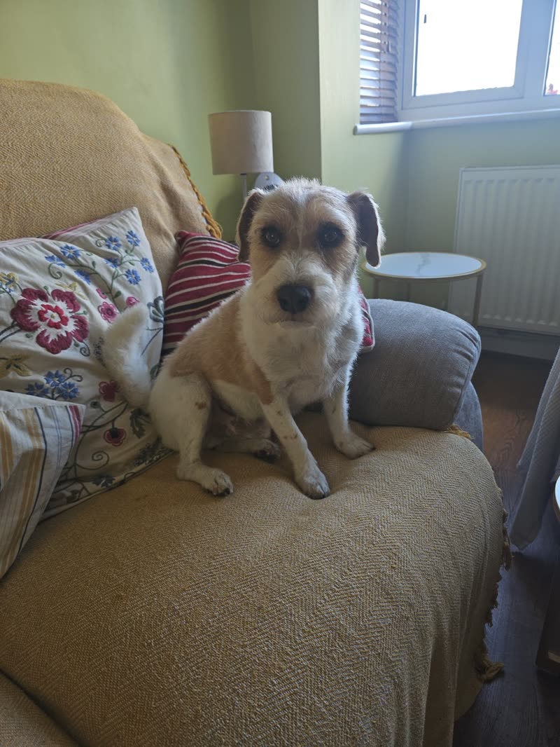 A scruffy tan-and-white terrier sitting on a sofa by a window