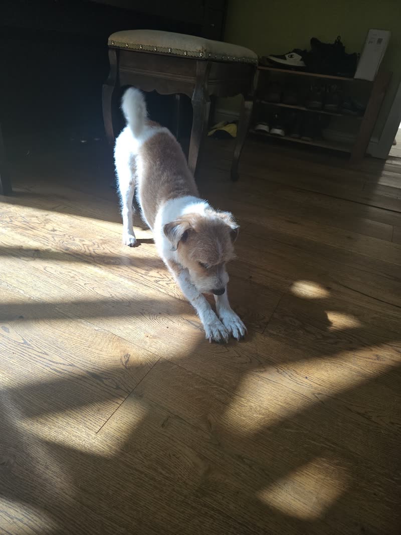 A small white-and-tan dog stretching on a sunlit wooden floor