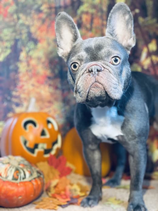 A blue French Bulldog facing the camera after grooming, photographed against an autumn backdrop