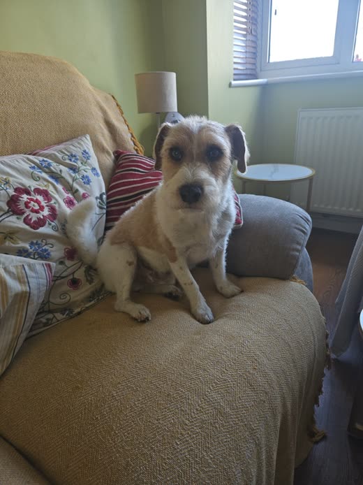 A tan-and-white terrier with a freshly trimmed coat sitting up on a sofa