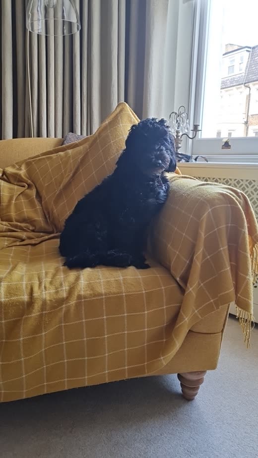 A small black curly-coated dog curled up asleep on a mustard-yellow sofa