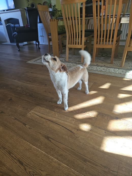 A white-and-tan Jack Russell type dog standing on a wood floor, looking up