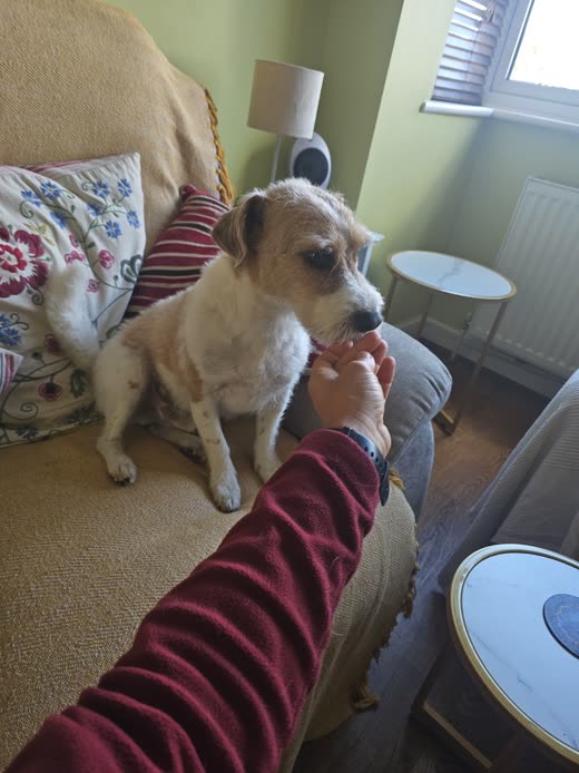 A hand reaching out to a terrier on a sofa, cropped tight on the dog and the hand